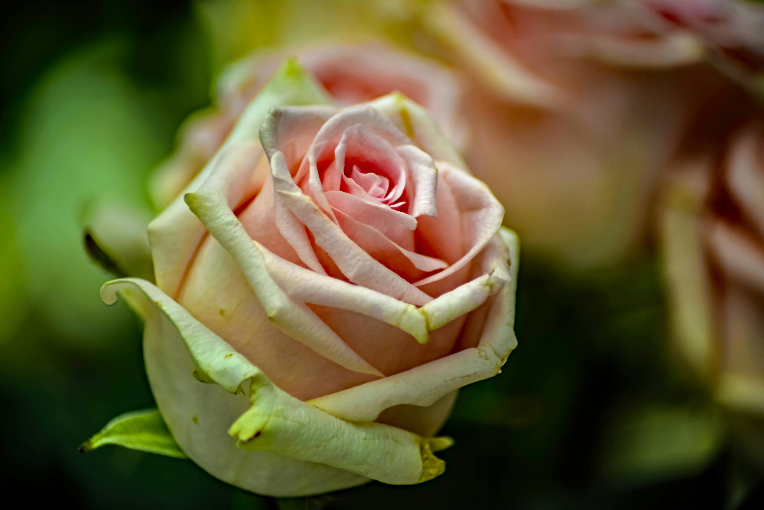 Ilustrasi cara ngucapin hari valentine ke pacar ldr