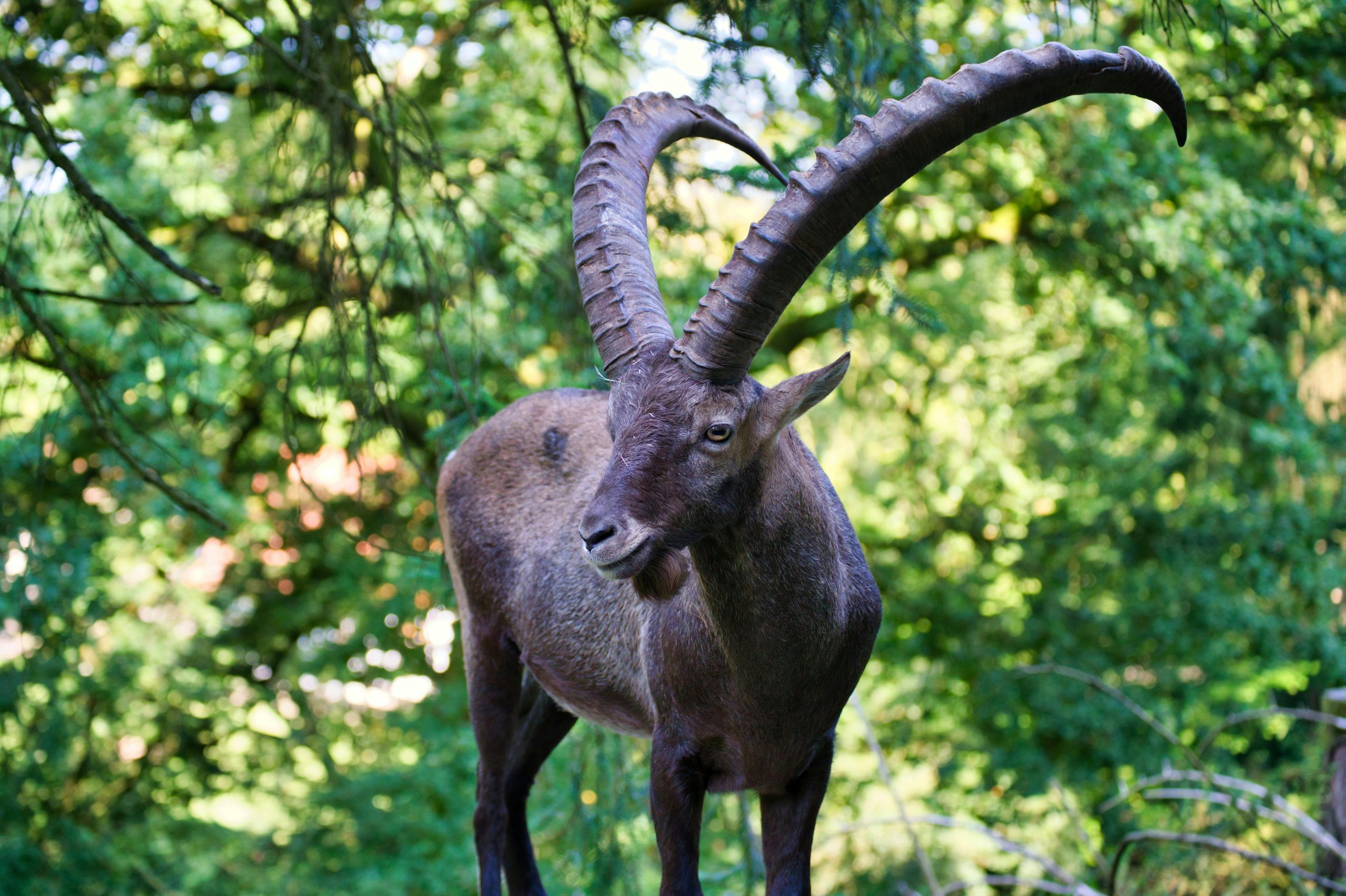 Ilustrasi simbol capricorn